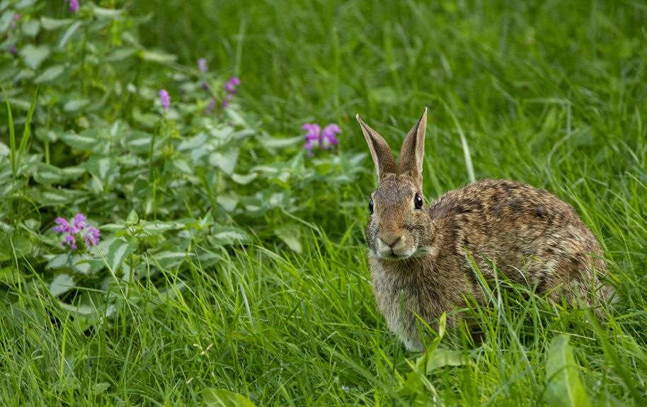 rabbit behavior foot thumping